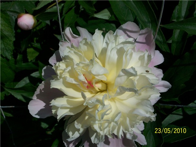 božur- lat. Paeonia